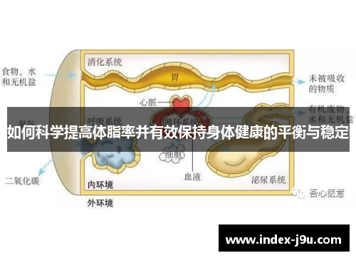 如何科学提高体脂率并有效保持身体健康的平衡与稳定
